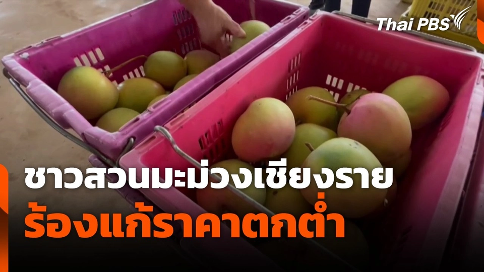 ชาวสวนมะม่วงเชียงราย ร้องแก้ราคาตกต่ำ