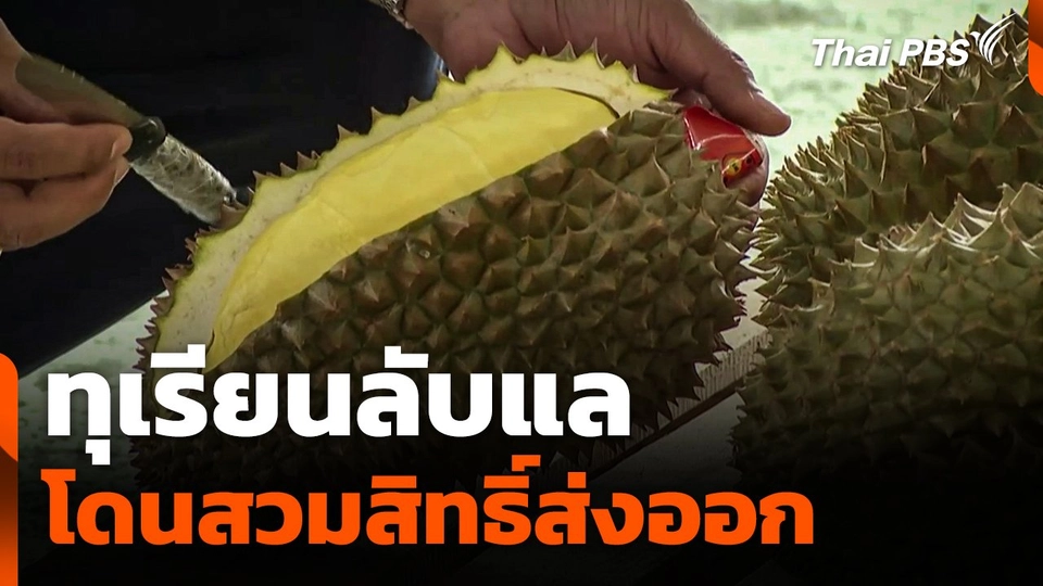 "ทุเรียนลับแล" โดนสวมสิทธิ์ส่งออก