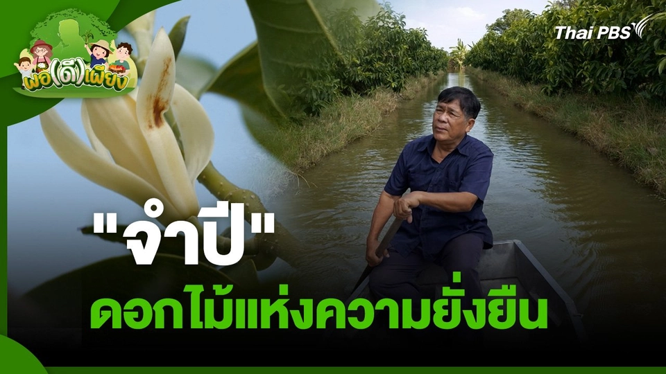 พอดีพอเพียง : "จำปี" ดอกไม้แห่งความยั่งยืน