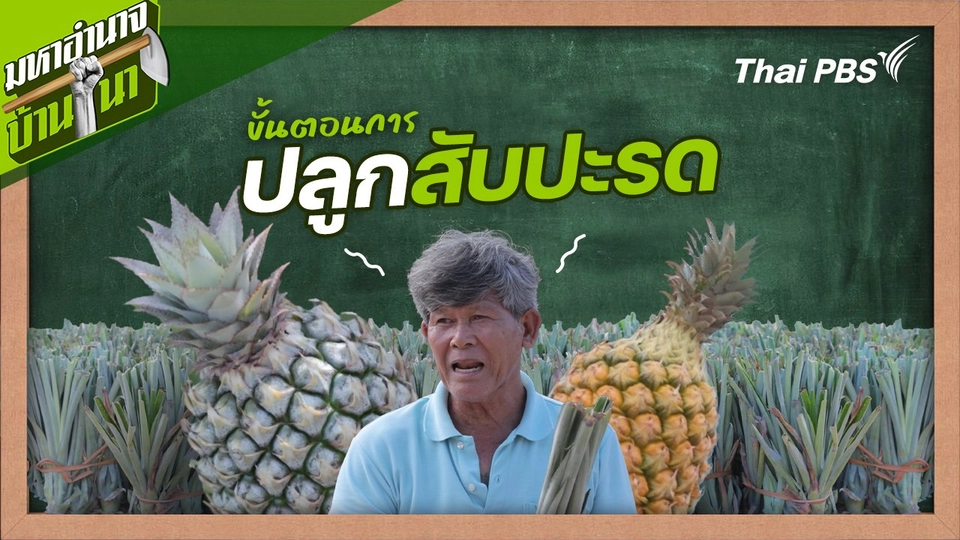 สูตรลับฉบับบ้านนา : ขั้นตอนการปลูกสับปะรด
