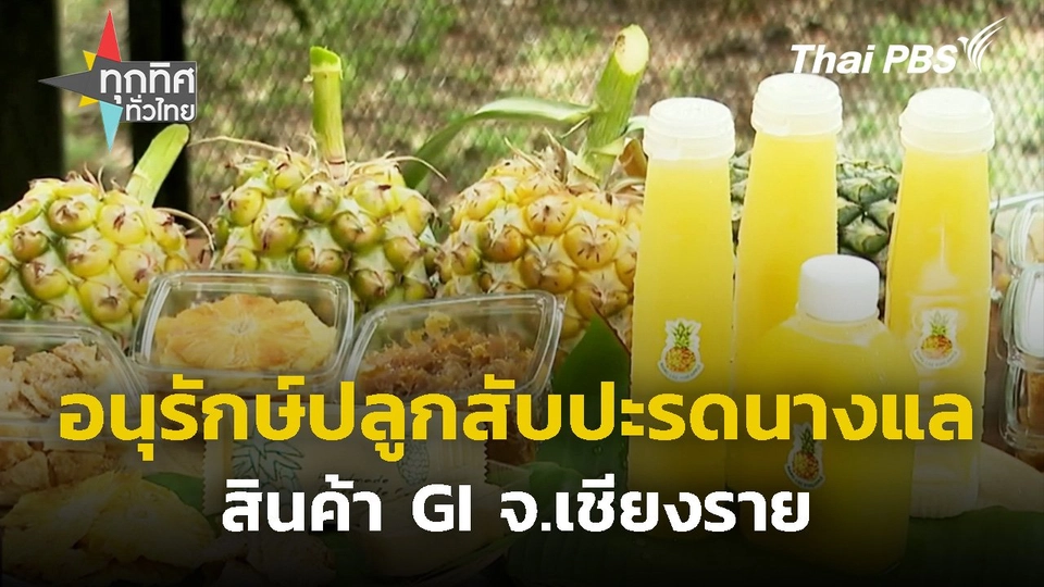 อนุรักษ์ปลูกสับปะรดนางแล สินค้า GI จ.เชียงราย