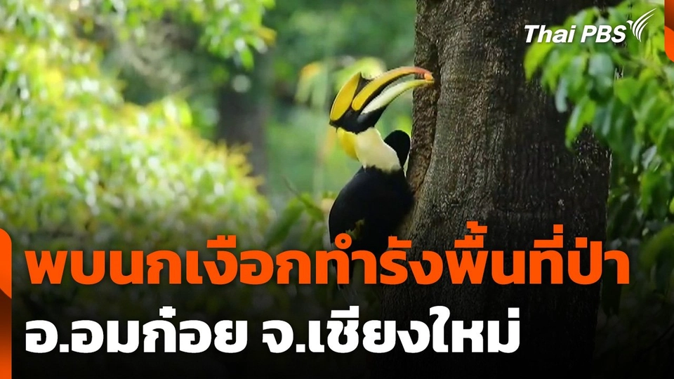 พบนกเงือกทำรังพื้นที่ป่า อ.อมก๋อย จ.เชียงใหม่