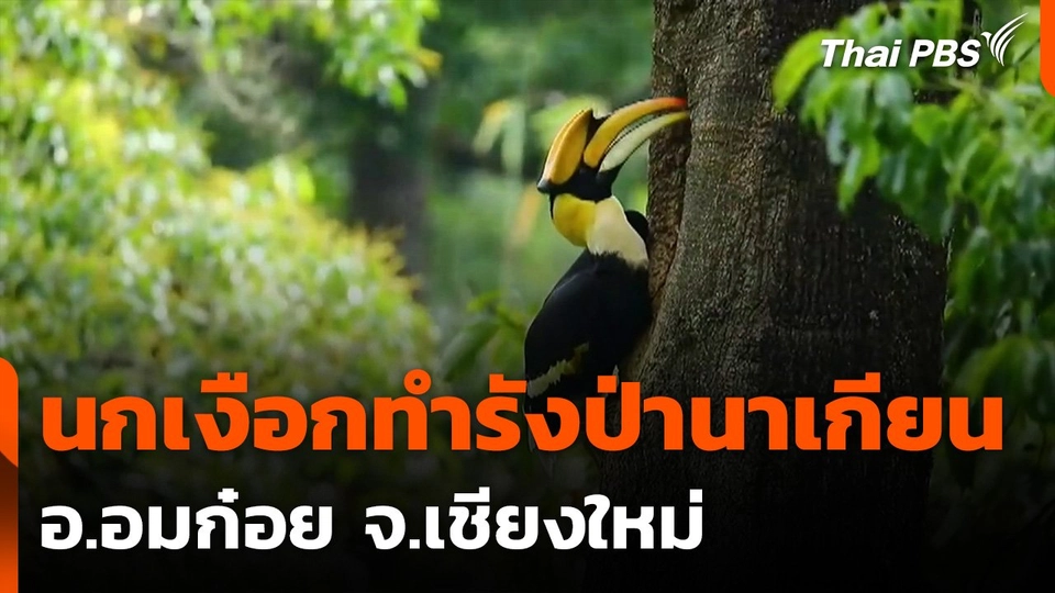 พบนกเงือกทำรังป่านาเกียน อ.อมก๋อย จ.เชียงใหม่