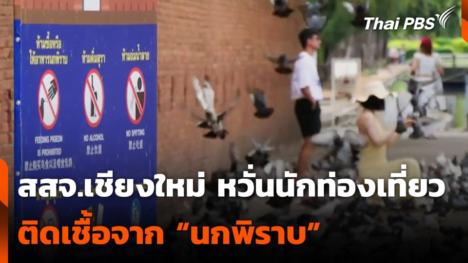 สสจ.เชียงใหม่ หวั่นนักท่องเที่ยว ติดเชื้อจาก “นกพิราบ”