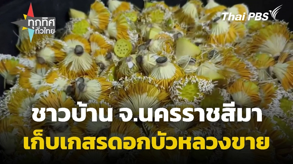 ชาวบ้านเก็บเกสรดอกบัวหลวงขาย จ.นครราชสีมา