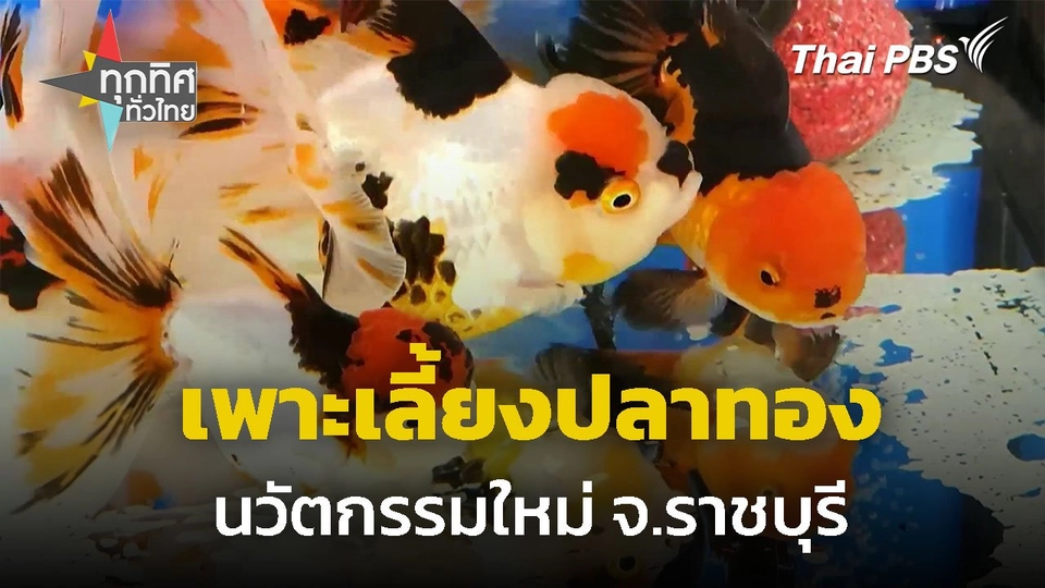 เกษตรกรดีเด่น คิดค้นนวัตกรรมเพาะเลี้ยงปลาทอง จ.ราชบุรี