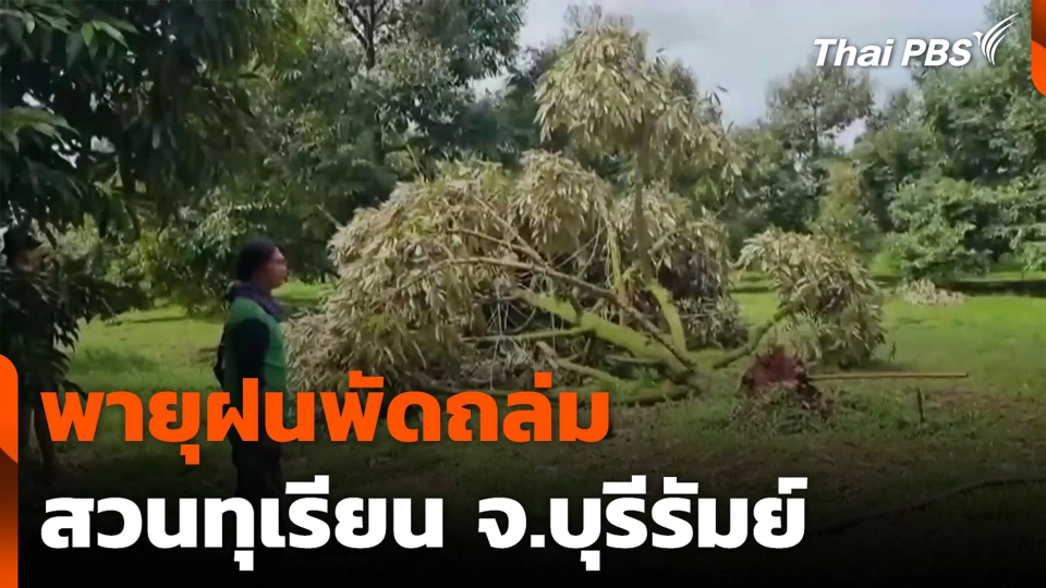 พายุฝนพัดถล่มสวนทุเรียน จ.บุรีรัมย์