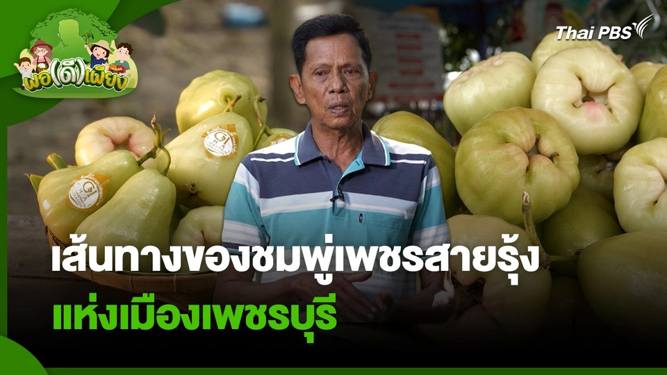 พอดีพอเพียง : เส้นทางของชมพู่เพชรสายรุ้งแห่งเมืองเพชรบุรี