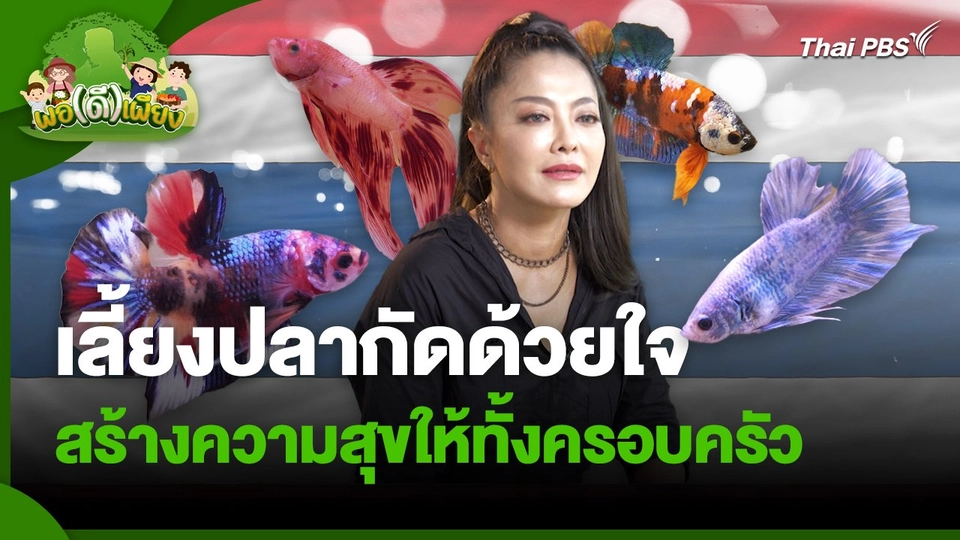 พอดีพอเพียง : เลี้ยงปลากัดด้วยใจสร้างความสุขให้ทั้งครอบครัว