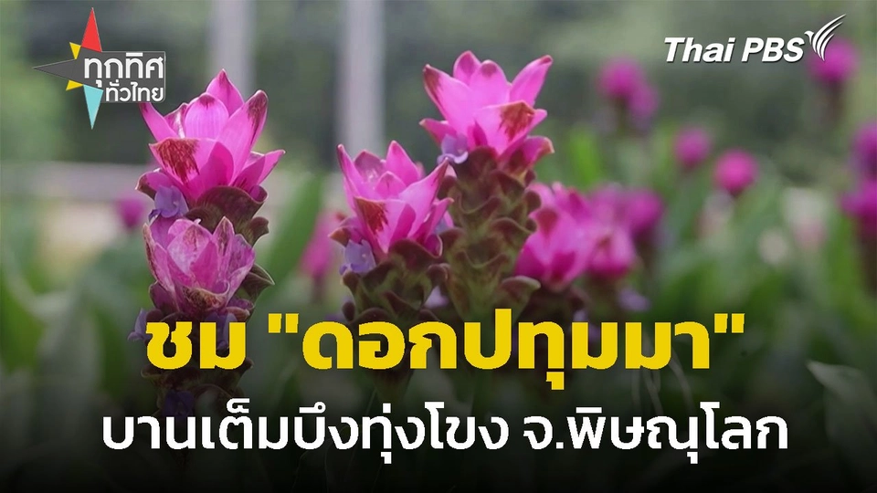 ชม "ดอกปทุมมา" บานเต็มบึงทุ่งโขง จ.พิษณุโลก