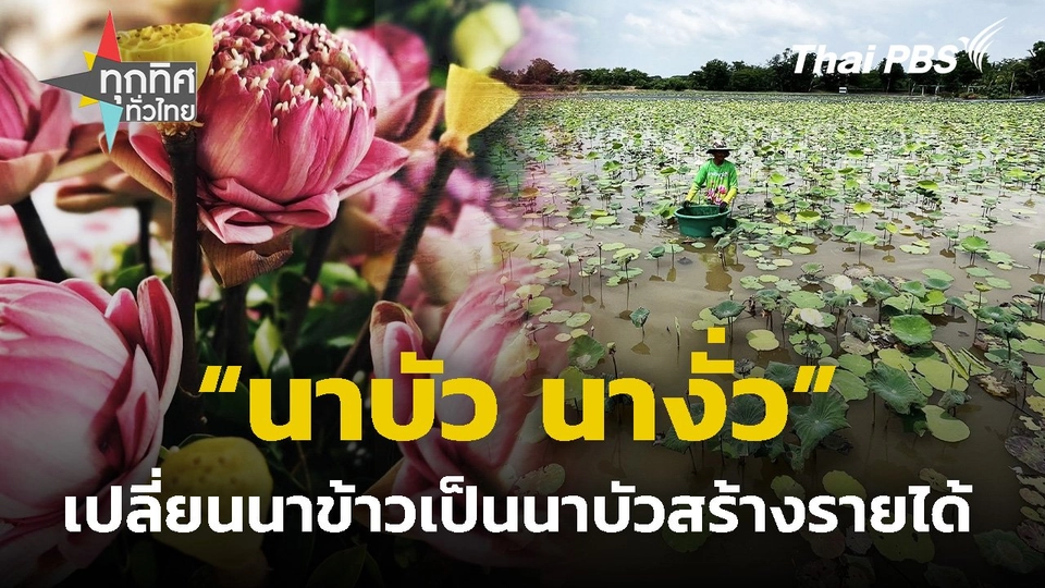 "นาบัว นางั่ว" เปลี่ยนนาข้าวเป็นนาบัวสร้างรายได้