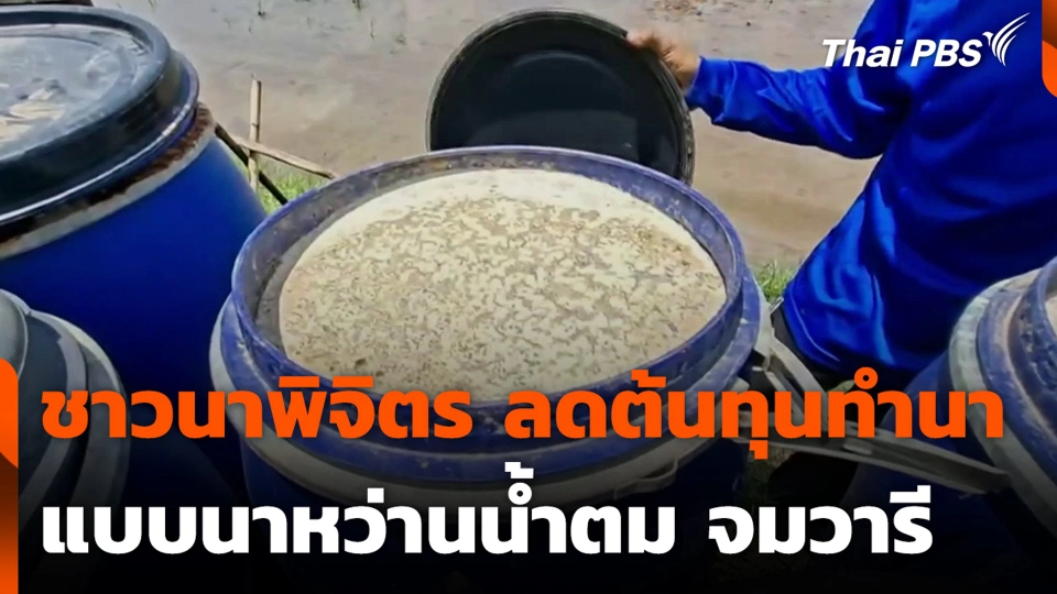 ชาวนาพิจิตร ลดต้นทุนทำนา แบบนาหว่านน้ำตม จมวารี