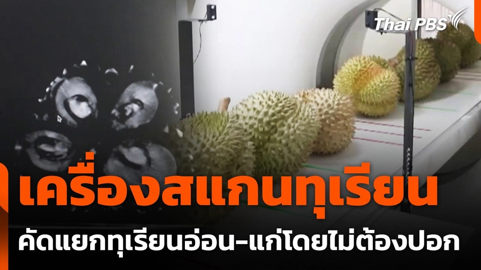 นวัตกรรมคัดแยกทุเรียนอ่อน-แก่โดยไม่ต้องปอก