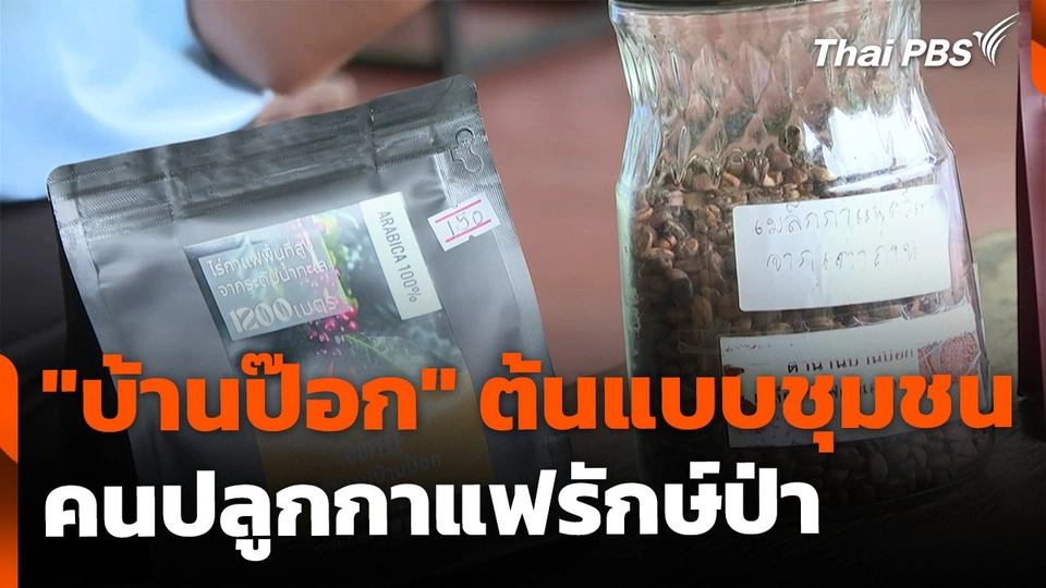 "บ้านป๊อก" ต้นแบบชุมชนคนปลูกกาแฟรักษ์ป่า เพื่อการพัฒนาที่ยั่งยืน