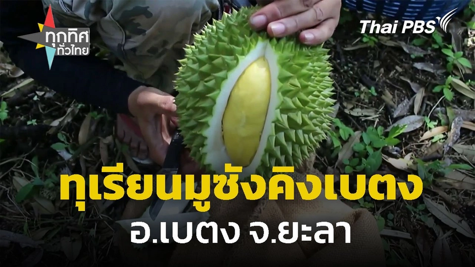 ฤดูกาลทุเรียน "มูซังคิงเบตง" จ.ยะลา