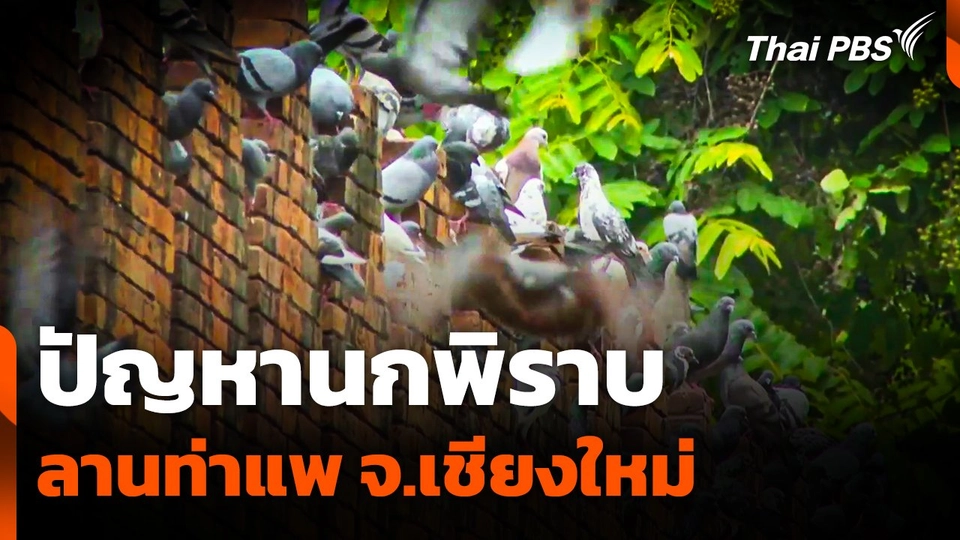 ปัญหา "นกพิราบ" ลานท่าแพ จ.เชียงใหม่