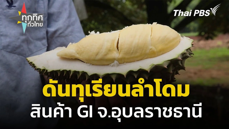 เตรียมดันทุเรียนลำโดม เป็นสินค้า GI จ.อุบลราชธานี