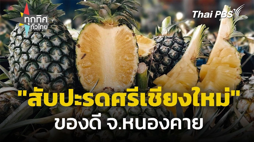 "สับปะรดศรีเชียงใหม่" ของดี จ.หนองคาย