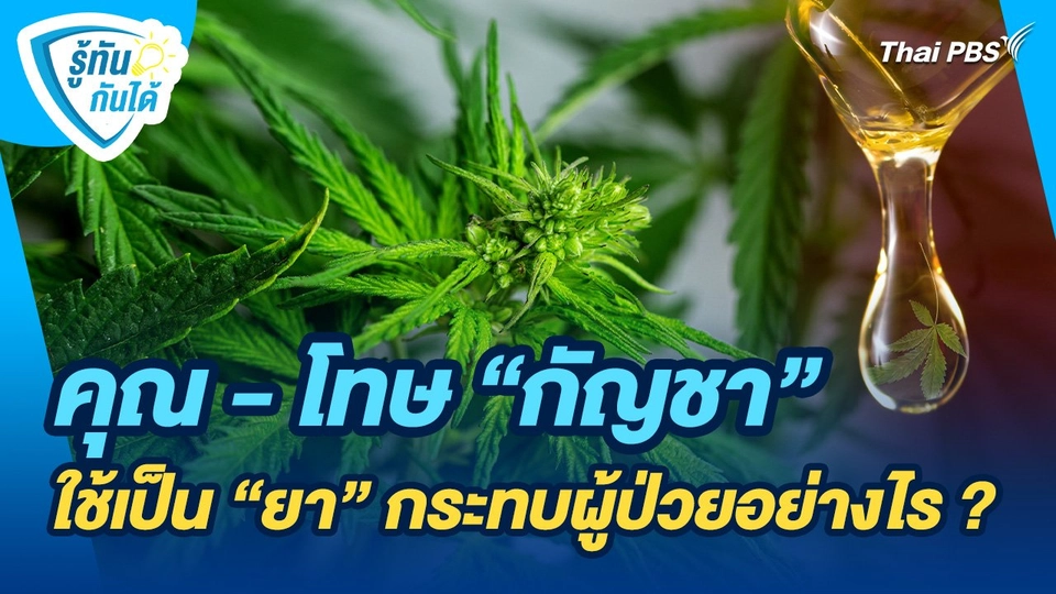 รู้ทันกันได้ : คุณ - โทษ "กัญชา" ใช้เป็น "ยา" กระทบผู้ป่วยอย่างไร ?