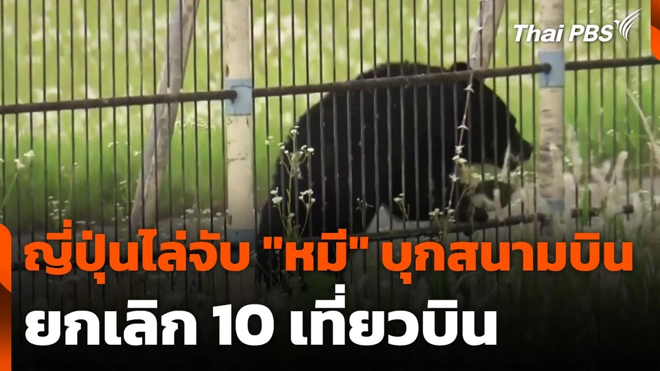 ญี่ปุ่นไล่จับ "หมี" บุกสนามบิน ต้องปิดรันเวย์-ยกเลิกเที่ยวบิน