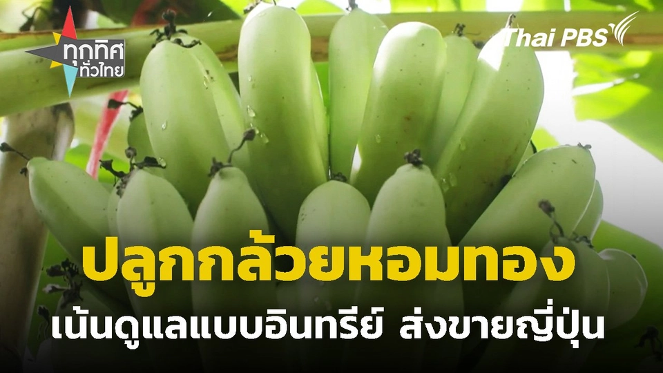 ปลูกกล้วยหอมทองแบบอินทรีย์ส่งขายญี่ปุ่น