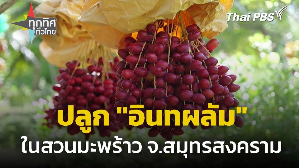 ปลูก "อินทผลัม" ในสวนมะพร้าว จ.สมุทรสงคราม