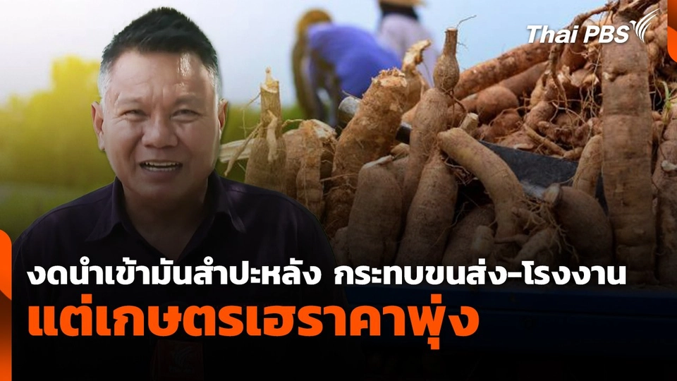 งดนำเข้ามันสำปะหลัง กระทบขนส่ง-โรงงาน แต่เกษตรเฮราคาพุ่ง