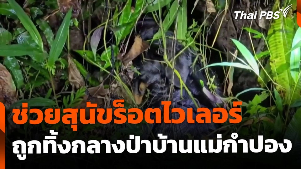 ช่วยสุนัขร็อตไวเลอร์ ถูกทิ้งกลางป่าบ้านแม่กำปอง