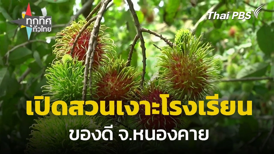 เปิดสวนเงาะโรงเรียน เก็บสดจากต้น จ.หนองคาย