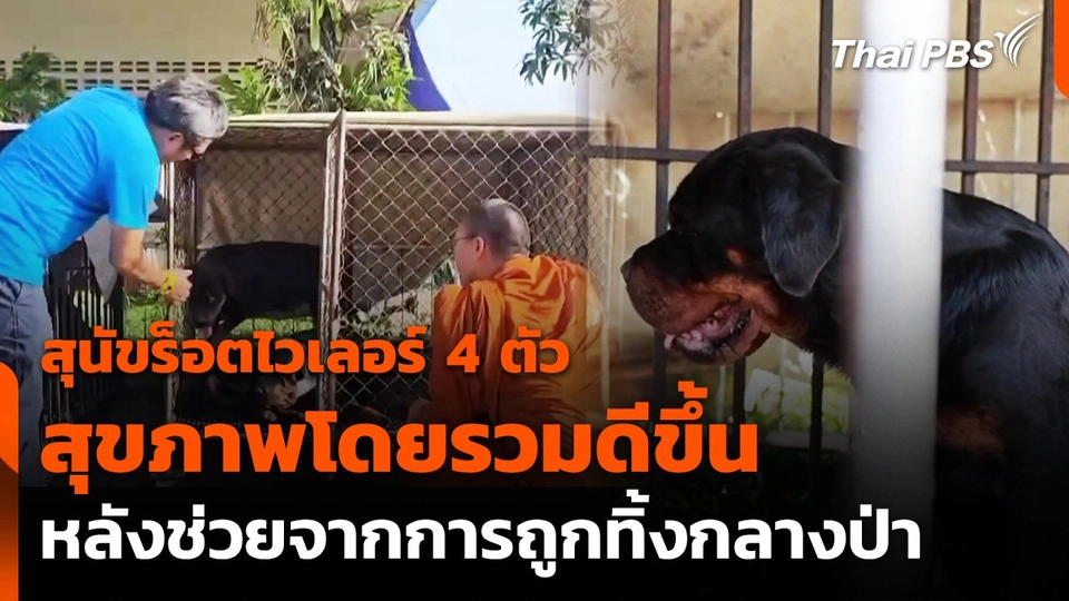 สุนัขร็อตไวเลอร์ 4 ตัว สุขภาพดีขึ้น หลังช่วยจากการถูกทิ้งกลางป่า