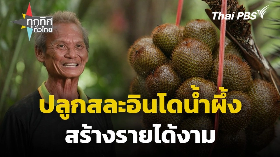 ปลูกสละอินโดน้ำผึ้งสร้างรายได้งาม