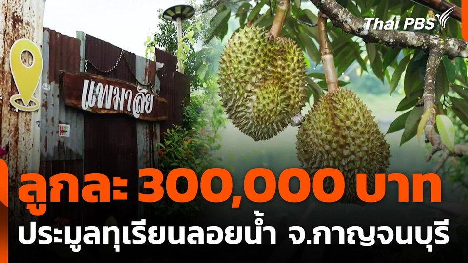 ประมูลทุเรียนลอยน้ำ จ.กาญจนบุรี ลูกละ 300,000 บาท