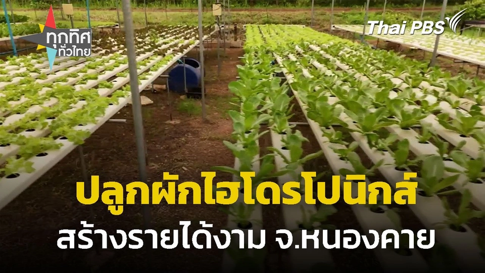 ปลูกผักไฮโดรโปนิกส์ สร้างรายได้งาม