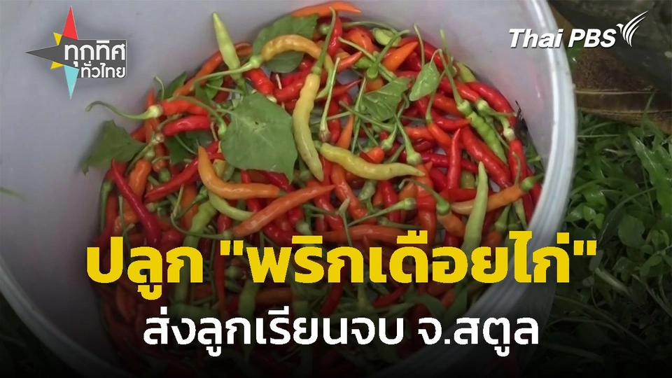 ปลูก "พริกเดือยไก่" ส่งลูกเรียนจบ ควบคู่การทำเกษตรอินทรีย์