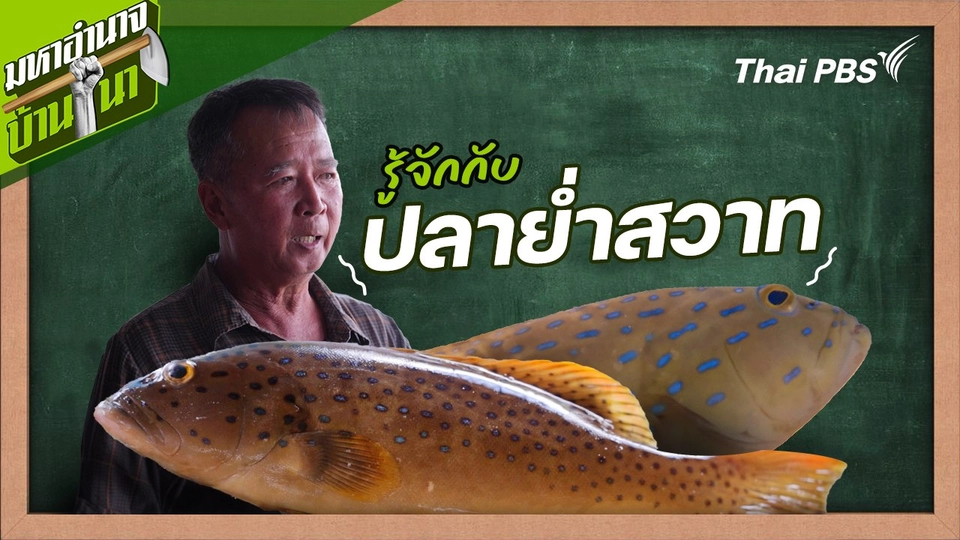 สูตรลับฉบับบ้านนา : รู้จักกับปลาย่ำสวาท