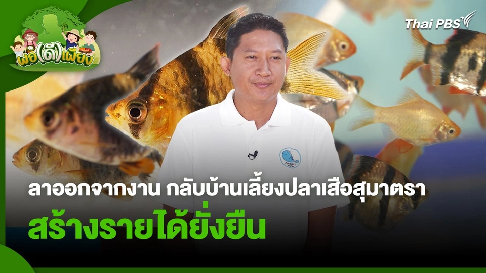 พอดีพอเพียง : ลาออกจากงานประจำ กลับบ้านเลี้ยงปลาเสือสุมาตรา สร้างรายได้ยั่งยืน