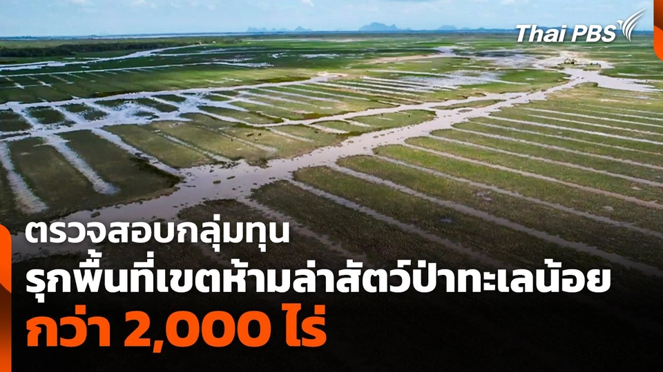 ตรวจสอบกลุ่มทุนรุกพื้นที่เขตห้ามล่าสัตว์ป่าทะเลน้อย กว่า 2,000 ไร่