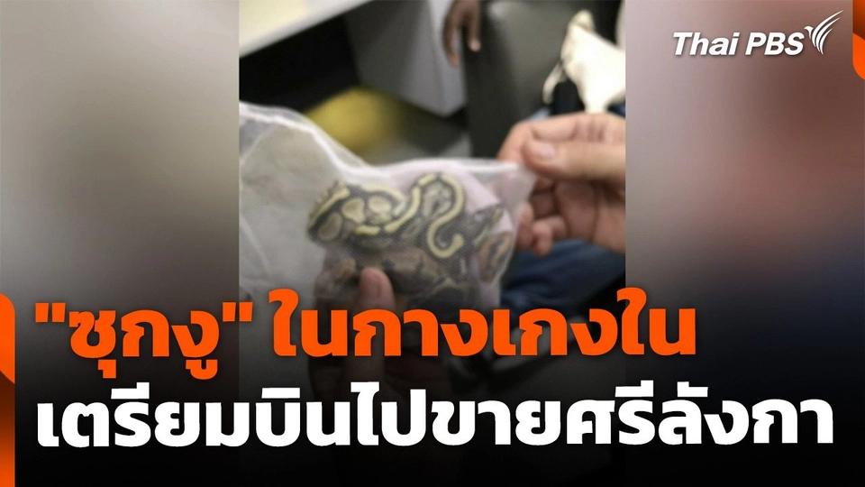 พบชาวต่างชาติ "ซุกงู" ซ่อนกางเกงใน เตรียมบินไปศรีลังกา