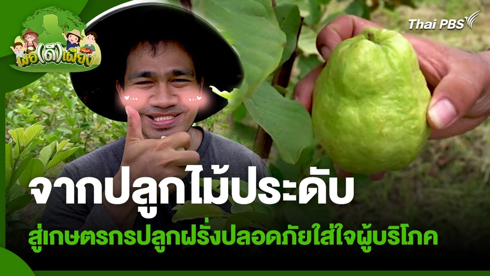 พอดีพอเพียง : จากไม้ประดับสู่เกษตรกรปลูกฝรั่งปลอดภัยใส่ใจผู้บริโภค