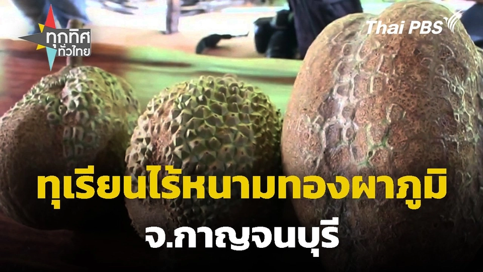 ทุเรียนไร้หนามทองผาภูมิ จ.กาญจนบุรี