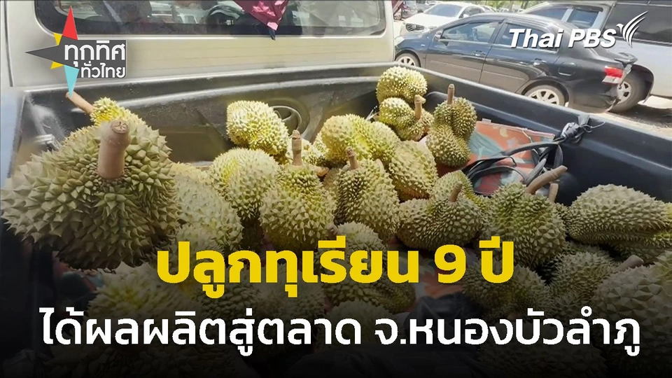 ปลูกทุเรียน 9 ปี ได้ผลผลิตออกสู่ตลาด จ.หนองบัวลำภู
