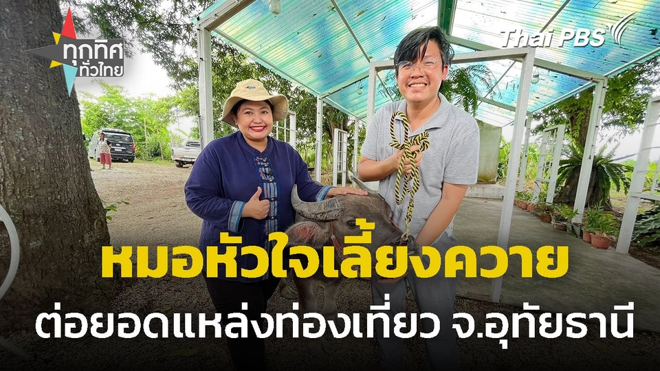 หมอหัวใจเลี้ยงควายแปลก-ควายแคระ จ.อุทัยธานี