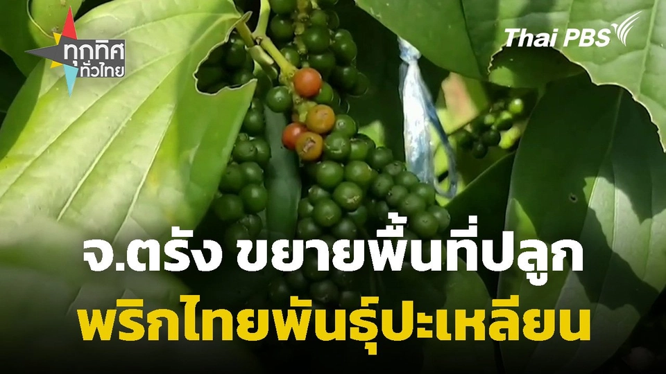 ขยายพื้นที่ปลูกพริกไทยพันธุ์ปะเหลียน จ.ตรัง