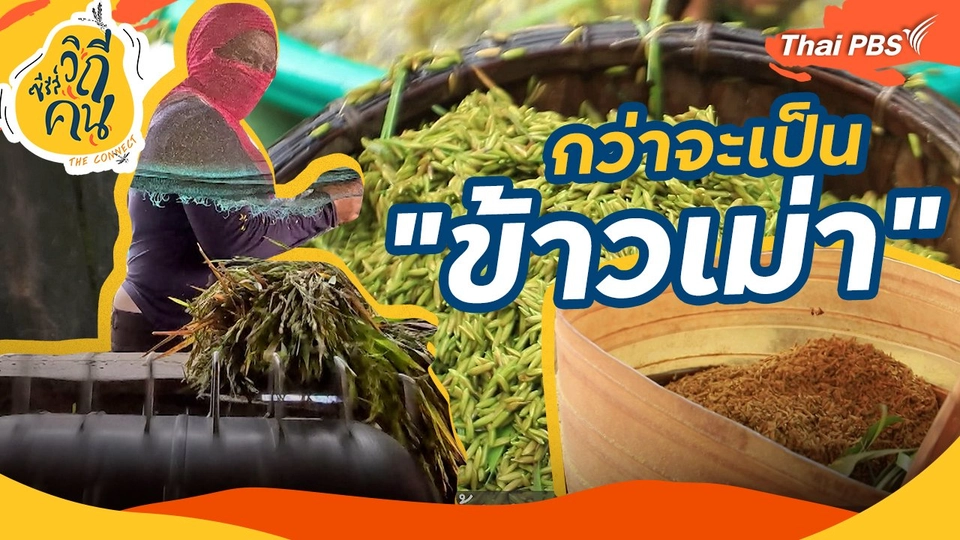 กว่าจะเป็น "ข้าวเม่า"