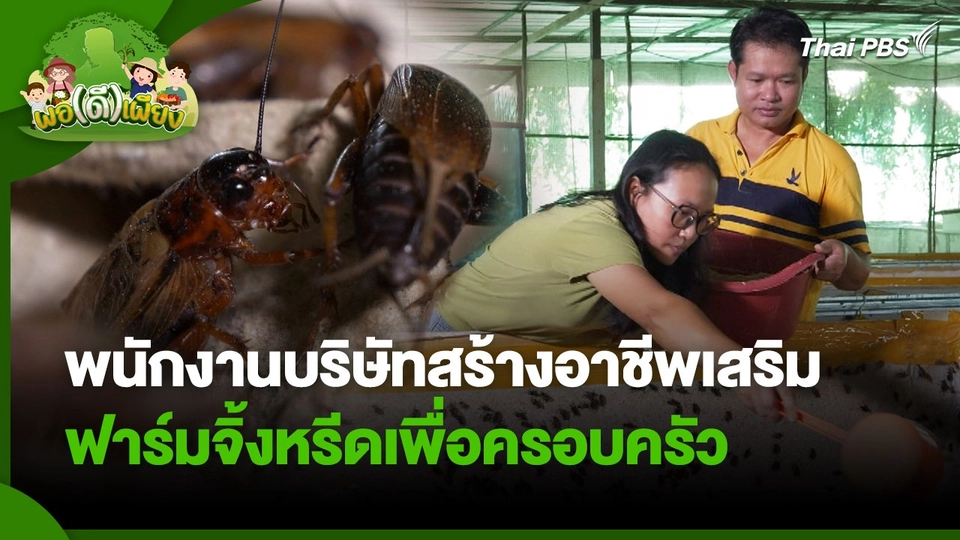 พอดีพอเพียง : พนักงานบริษัทสร้างอาชีพเสริม ฟาร์มจิ้งหรีดเพื่อครอบครัว