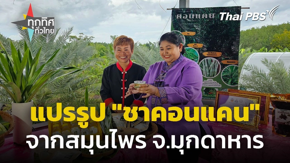 แปรรูป "ชาคอนแคน" จากสมุนไพรท้องถิ่น จ.มุกดาหาร