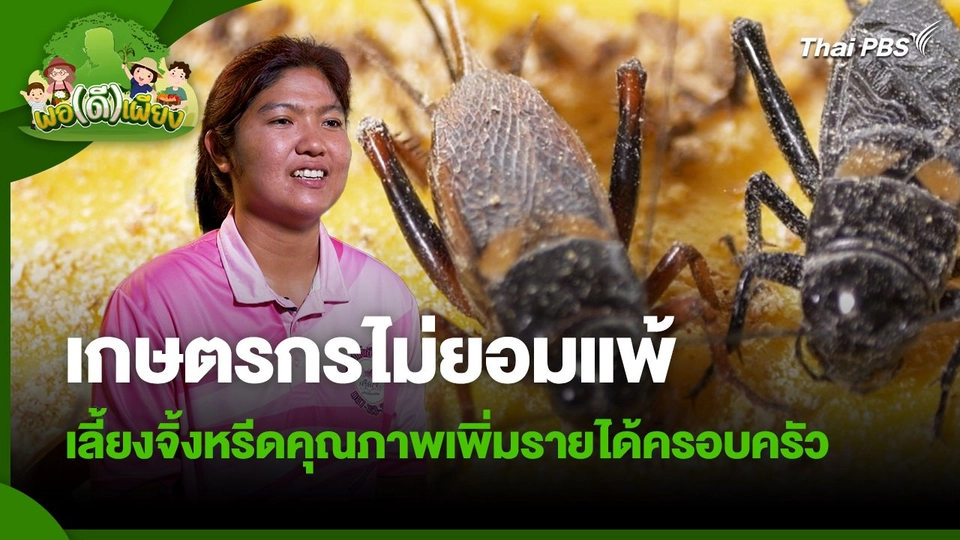 พอดีพอเพียง : เกษตรกรไม่ยอมแพ้ เลี้ยงจิ้งหรีดคุณภาพเพิ่มรายได้ครอบครัว