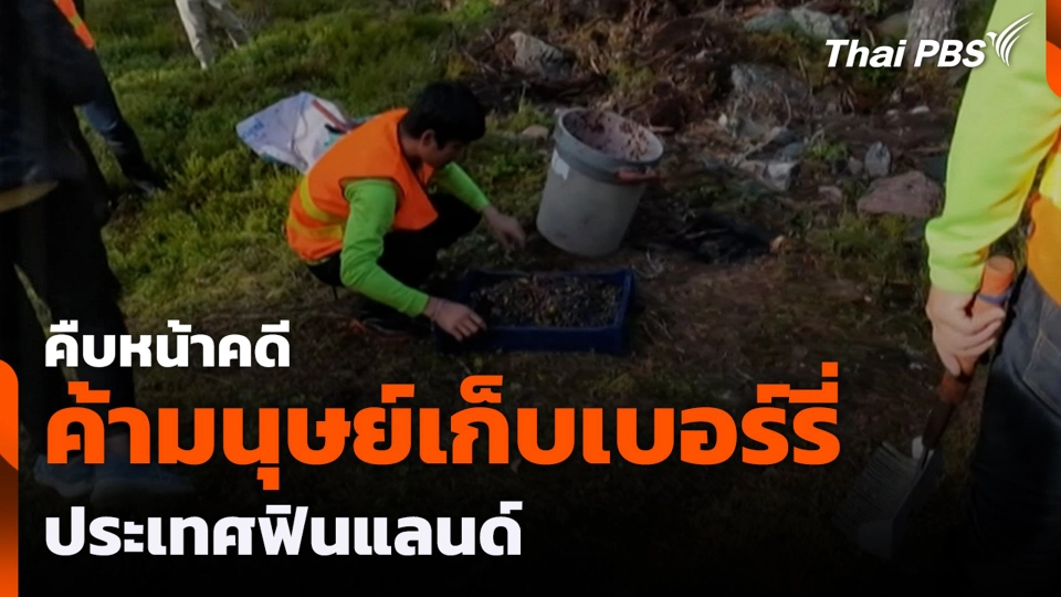 คืบหน้าคดีค้ามนุษย์เก็บเบอร์รี่ ประเทศฟินแลนด์