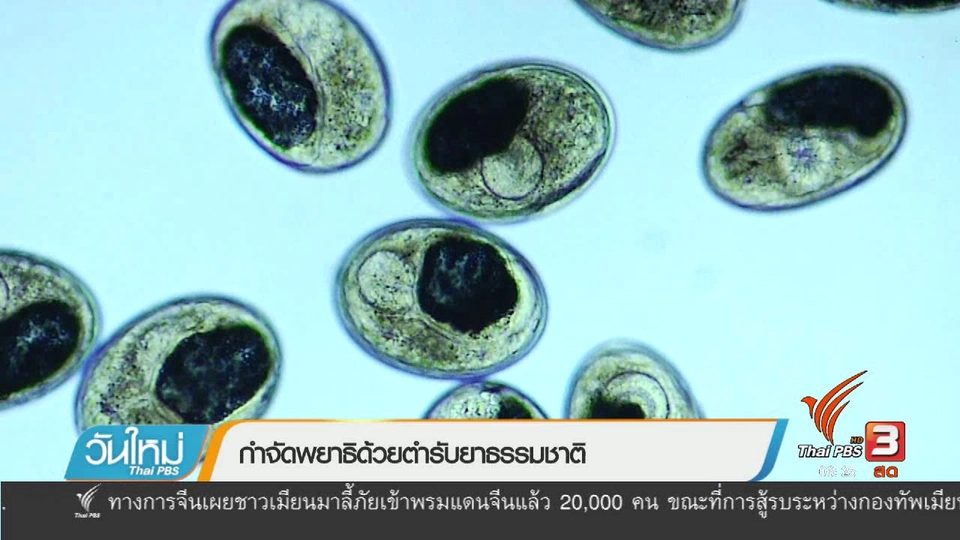 108 สุขภาพ : กำจัดพยาธิด้วยตำรับยาธรรมชาติ
