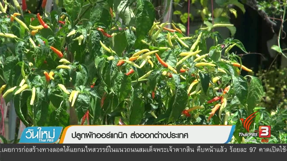 ลงทุนทำกิน : ปลูกผักออร์แกนิก ส่งออกต่างประเทศ